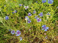 Bleuet (ph. Mrugala F., Chiroubles, juin 2021)(4)